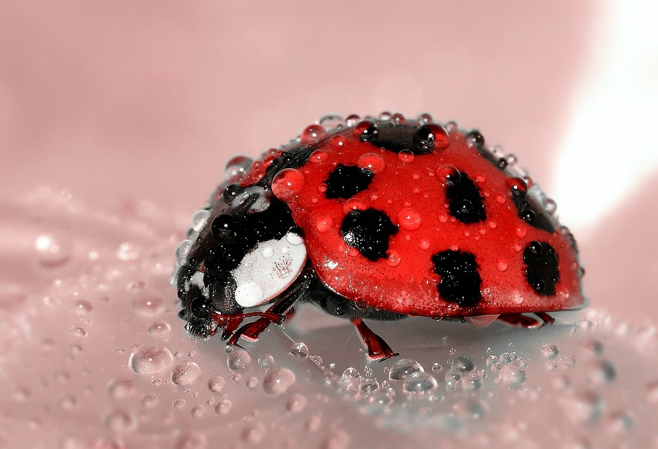 ladybug, insect, water droplets-1036453.jpg